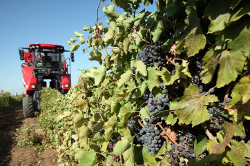В России хотят кратно увеличить площади виноградников